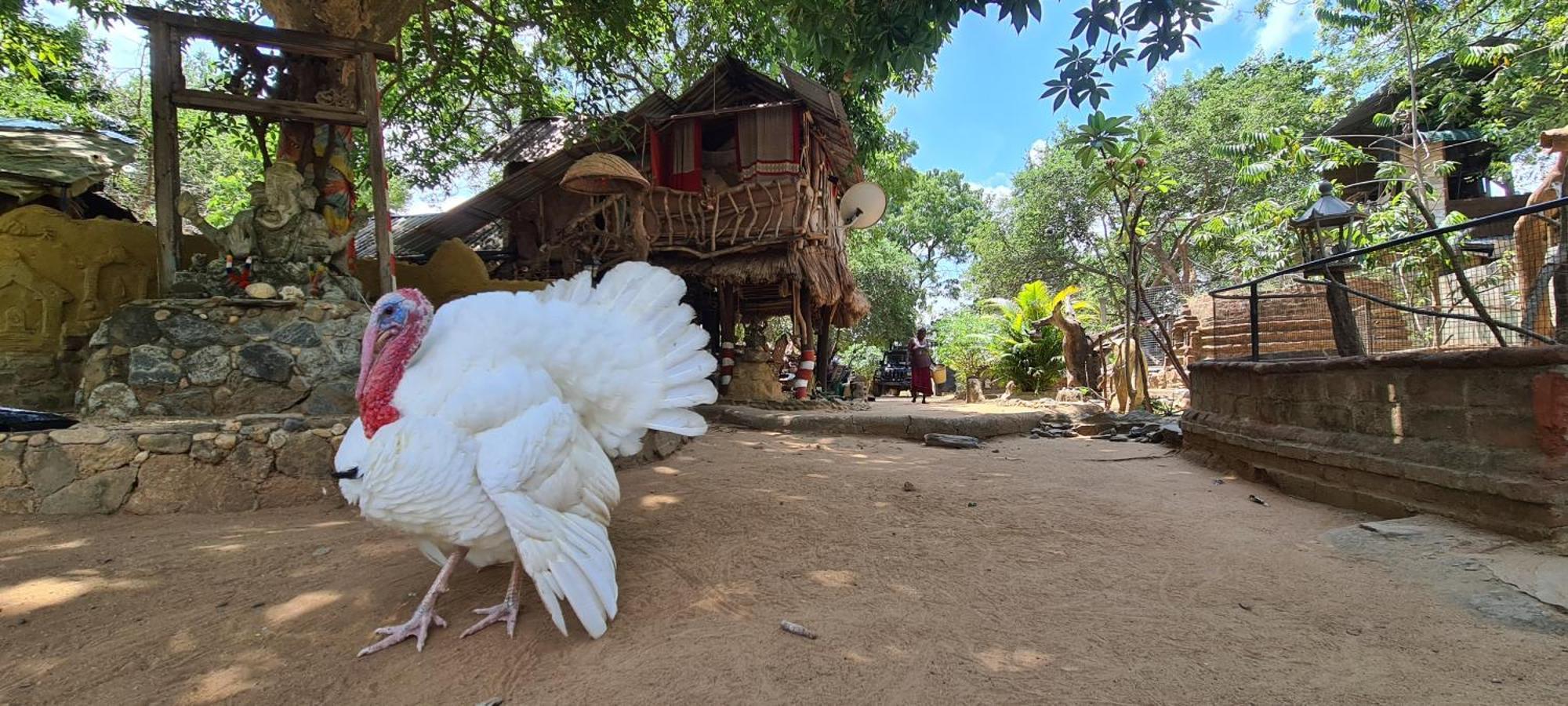 Humbhaha Jungle Yala Nature Eco Resort Kataragama Exterior foto