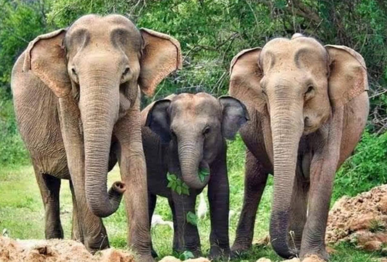 Humbhaha Jungle Yala Nature Eco Resort Kataragama Exterior foto