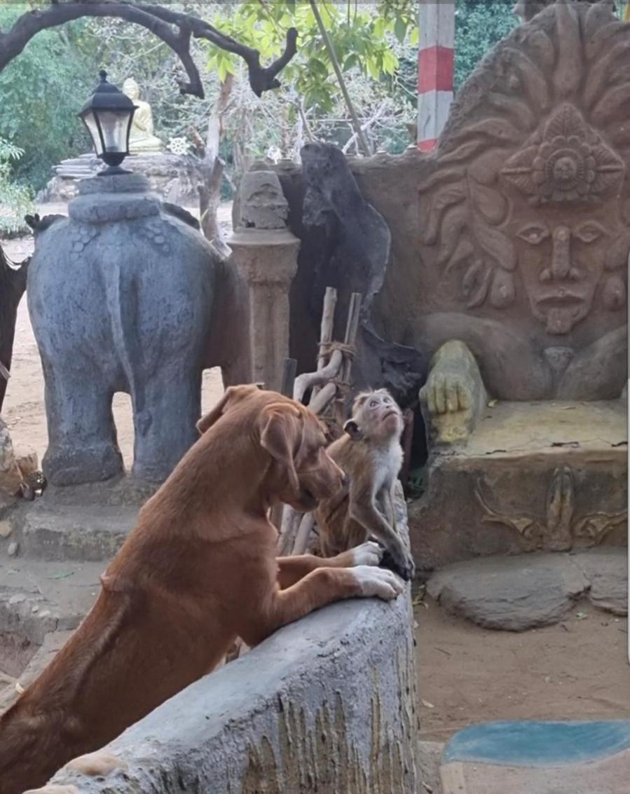 Humbhaha Jungle Yala Nature Eco Resort Kataragama Exterior foto