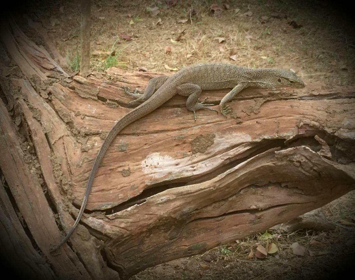 Humbhaha Jungle Yala Nature Eco Resort Kataragama Exterior foto